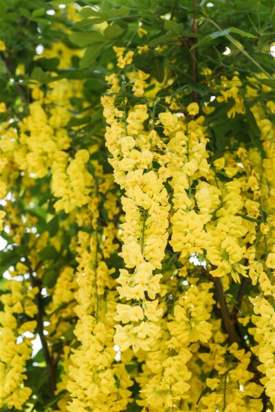 Laburnum watereri Vossii 100- 125 cm