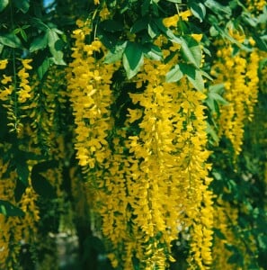 Laburnum watereri Vossii 100- 125 cm