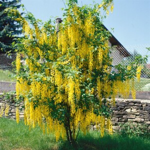 Laburnum watereri Vossii 100- 125 cm