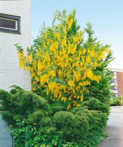 Laburnum watereri Vossii 100- 125 cm