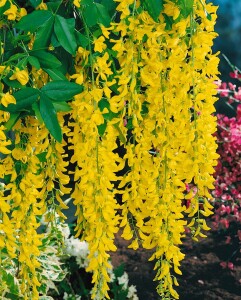 Laburnum watereri Vossii 100- 125 cm