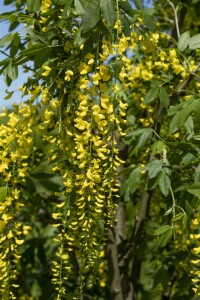 Laburnum watereri Vossii 100- 125 cm