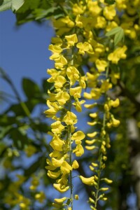 Laburnum watereri Vossii 100- 125 cm