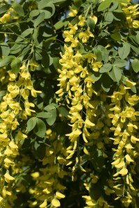 Laburnum watereri Vossii 100- 125 cm