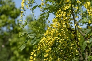 Laburnum watereri Vossii 100- 125 cm