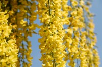 Laburnum watereri Vossii 100- 125 cm