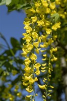 Laburnum watereri Vossii 100- 125 cm