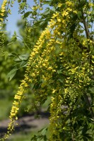 Laburnum watereri Vossii 100- 125 cm