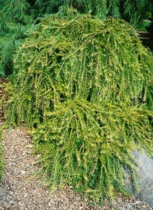 Larix kaempferi Pendula C 7,5 100- 125