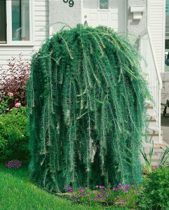 Larix kaempferi Pendula C 7,5 100- 125