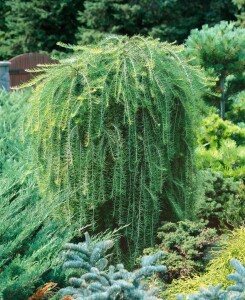 Larix kaempferi Pendula C 7,5 100- 125