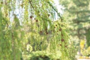 Larix kaempferi Pendula C 7,5 100- 125