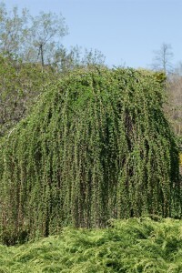 Larix kaempferi Pendula C 7,5 100- 125