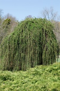 Larix kaempferi Pendula C 7,5 100- 125