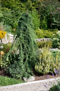 Larix kaempferi Pendula C 7,5 100- 125