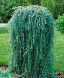 Larix kaempferi Pendula C 7,5 100- 125