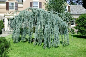 Larix kaempferi Pendula C 7,5 100- 125