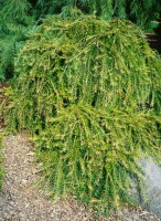 Larix kaempferi Pendula C 7,5 100- 125