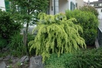 Larix kaempferi Pendula C 7,5 100- 125