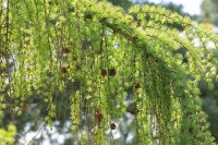 Larix kaempferi Pendula C 7,5 100- 125