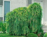 Larix kaempferi Pendula C 7,5 100- 125