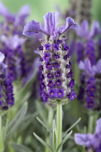 Lavandula st. Castilliano Violet 2L 30-