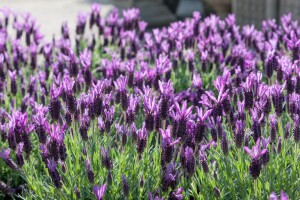 Lavandula st. Castilliano Violet 2L 30-