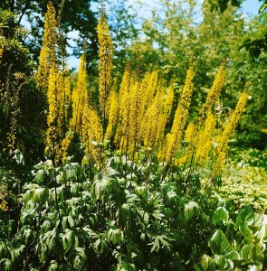 Ligularia przewalskii 2L 80-