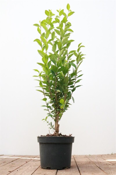 Ligustrum ovalifolium 40- 60 cm