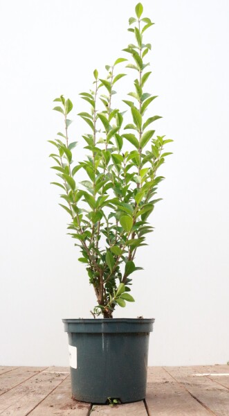 Ligustrum ovalifolium 60-  80 cm