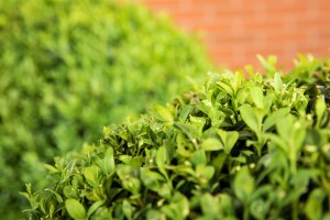 Ligustrum ovalifolium 60-  80 cm