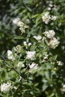 Ligustrum ovalifolium 60-  80 cm