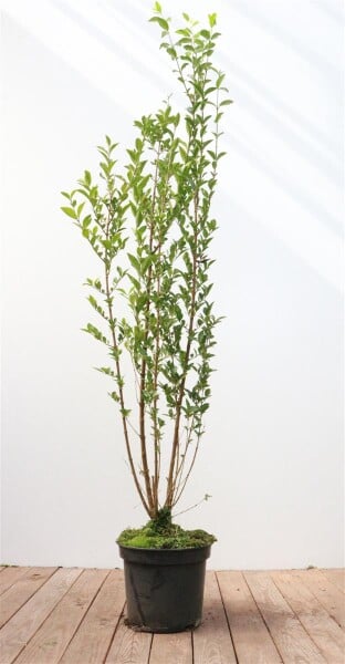 Ligustrum ovalifolium 100- 125 cm