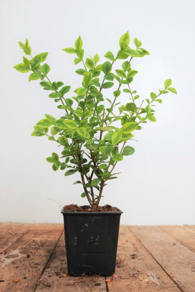 Ligustrum ovalifolium Aureum 11 cm Topf - Größe nach Saison5-  25