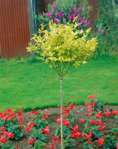 Ligustrum ovalifolium Aureum 11 cm Topf - Größe nach Saison5-  25