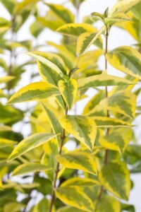 Ligustrum ovalifolium Aureum 11 cm Topf - Größe nach Saison5-  25