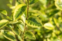 Ligustrum ovalifolium Aureum 11 cm Topf - Größe nach Saison5-  25