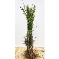 Ligustrum vulgare Atrovirens 1 a 1 60- 100 cm wurzelnackt