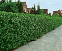 Ligustrum vulgare Atrovirens oB 50-  80