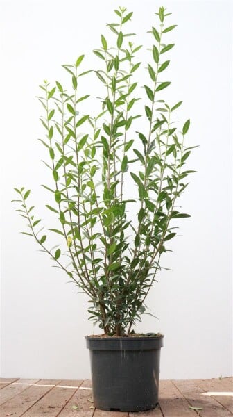 Ligustrum vulgare Atrovirens 100- 125 cm