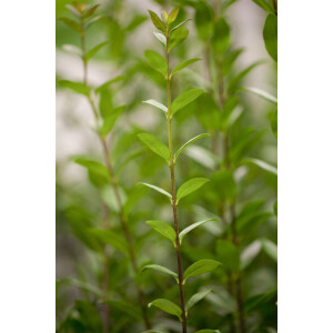 Ligustrum vulgare Atrovirens 60- 100 cm