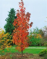 Liquidambar styraciflua Slender Silhouette C 5 80- 100