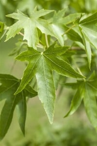 Liquidambar styraciflua 150- 175 cm