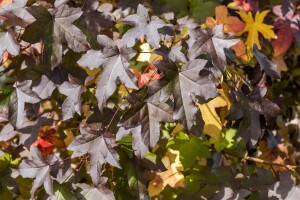 Liquidambar styraciflua 150- 175 cm