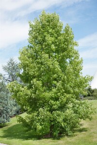 Liquidambar styraciflua 150- 175 cm