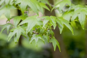 Liquidambar styraciflua 150- 175 cm