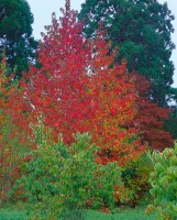 Liquidambar styraciflua 150- 175 cm