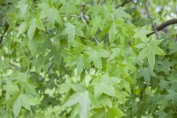 Liquidambar styraciflua 150- 175 cm