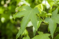 Liquidambar styraciflua 150- 175 cm