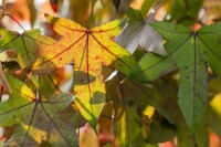 Liquidambar styraciflua 150- 175 cm